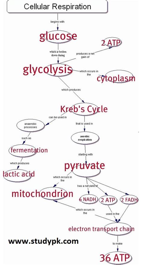 Flow Chart For Cellular Respiration
