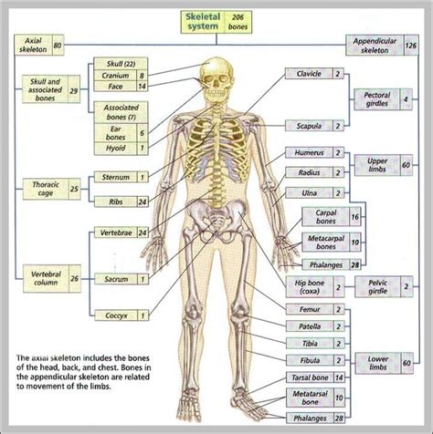 Flow Chart Of 206 Bones