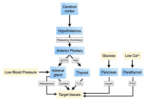 Flow Chart Of Endocrine System