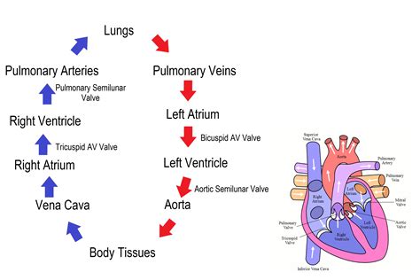 Flow Chart Of Heart Circulation
