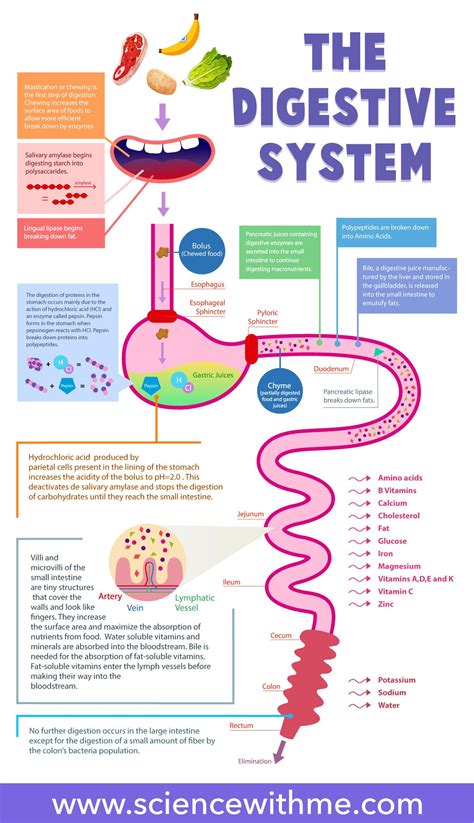 Flow Chart Of The Digestive System