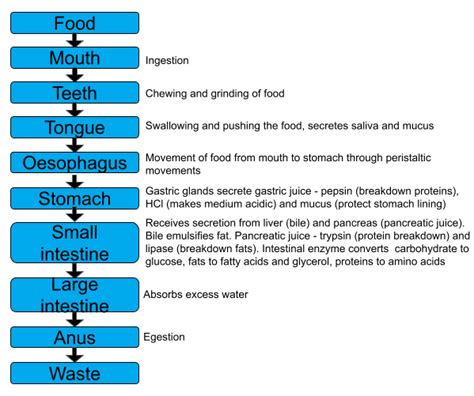 Flow Chart Pathway Of Food Through The Digestive System