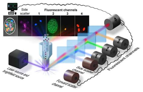 Flow Cytometry And Sorting