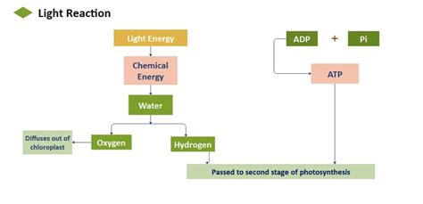 Flowchart Of Photosynthesis