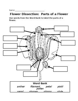 Flower Basics Answer Key