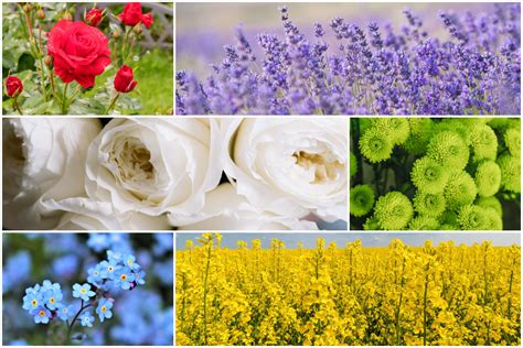flower color