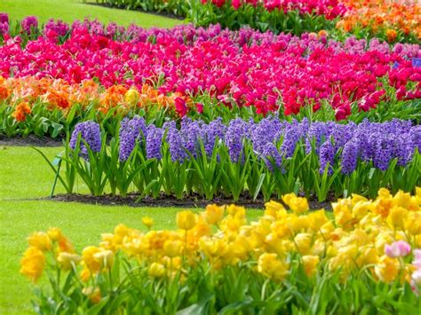 flower colors