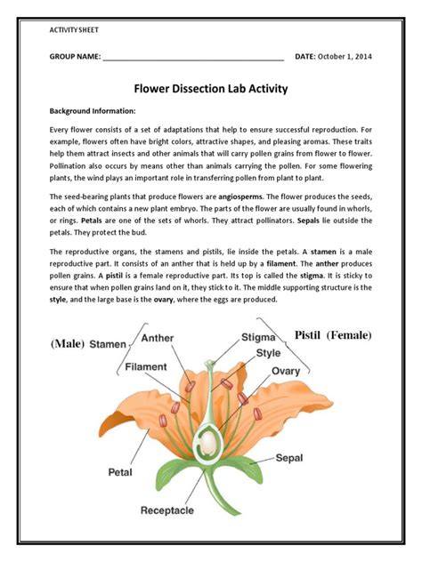 Flower Dissection Lab Answers