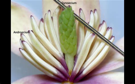 flower dissection virtual lab