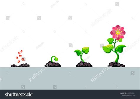flower growing sequence pictures for preschoolers