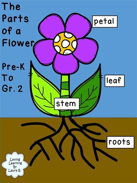 Flower Label Kindergarten Teaching Resources Tpt Flower Labeling Worksheet For Kindergarten - Flower Labeling Worksheet For Kindergarten