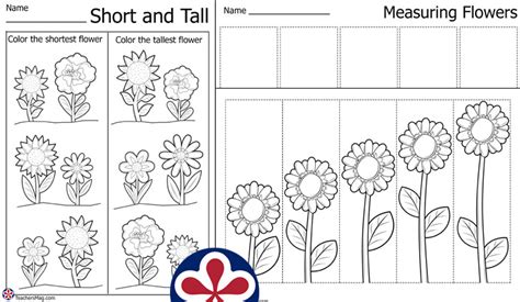 Flower Measurement Worksheets Teachersmag Com Flower Measurement Worksheet For Kindergarten - Flower Measurement Worksheet For Kindergarten