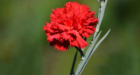 flower of ohio