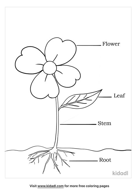 Flower Parts Coloring Page Free Printable Coloring Pages Parts Of A Flower Coloring Sheet - Parts Of A Flower Coloring Sheet