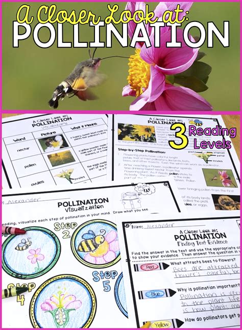 Flower Pollination Teachervision Pollination Lesson Plan 2nd Grade - Pollination Lesson Plan 2nd Grade