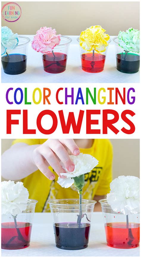 Flower Science Activities For Preschool And Kindergarten Science Experiments With Flowers - Science Experiments With Flowers