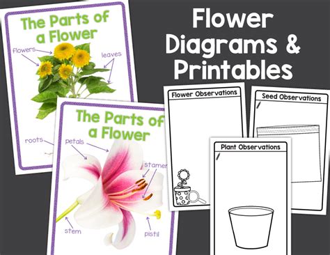 Flower Science Investigation Activities For Preschool Ndash Flower Science Activities For Preschoolers - Flower Science Activities For Preschoolers