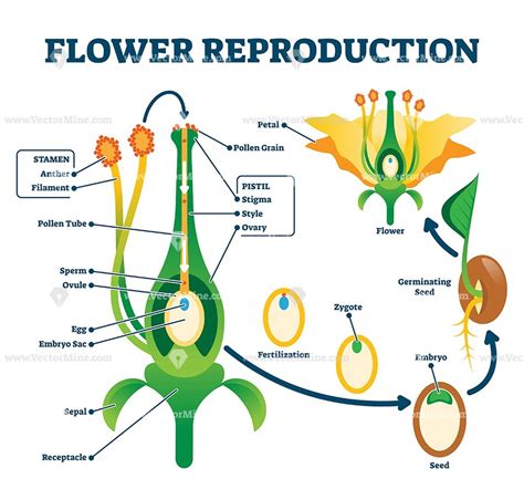 Flower Structure And Reproduction Answer Key