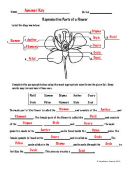Flower Structure And Reproduction Answers Key Learny Kids Structure Of A Flower Worksheet Answers - Structure Of A Flower Worksheet Answers