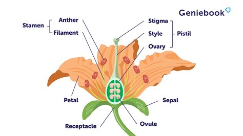 Flower Structure And Reproduction Study Guide Key