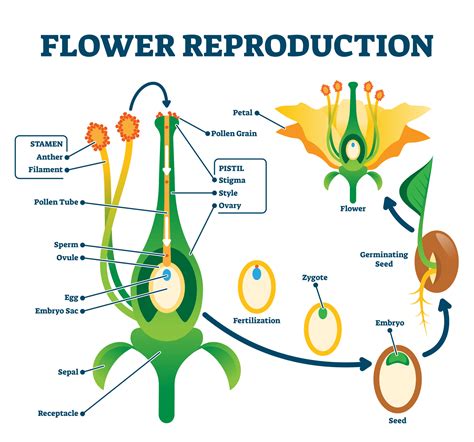 Flower Structure And Reproduction The Biology Corner Parts Of A Flower Coloring Sheet - Parts Of A Flower Coloring Sheet