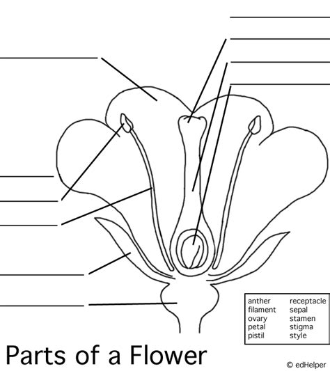 Flower Structure Coloring Page Free Printable Coloring Pages Parts Of A Flower Coloring Sheet - Parts Of A Flower Coloring Sheet