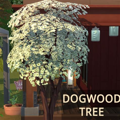 flowering Dogwood - Spanish translation – Linguee