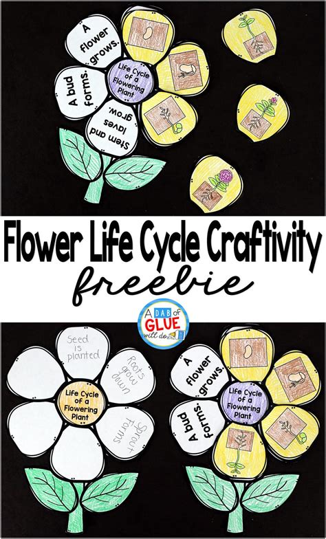 Flowering Plant Life Cycle Craftivity A Dab Of Plant Life Cycle Crafts - Plant Life Cycle Crafts
