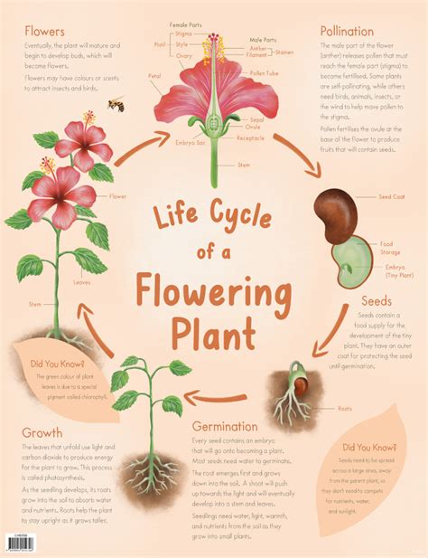 Flowering Plant Life Cycles Science Learning Hub Science Of Flowers - Science Of Flowers