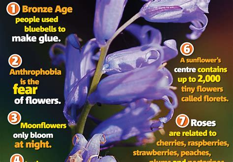 Flowering Plants Article Flowers Information Facts National Geographic Science Of Flowers - Science Of Flowers