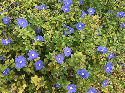 Flowering Shrubs In Zone 9 Florida