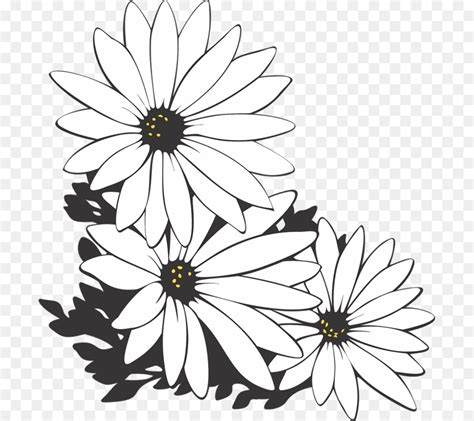 Flowers Daisy Black And White