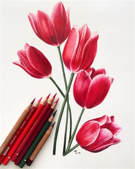 Flowers Drawings In Color Pencil