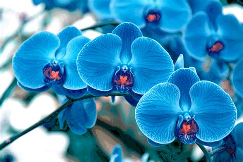 Flowers Orchids Blue