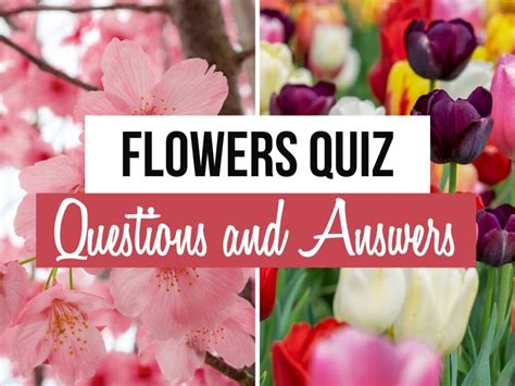 Flowers Quiz Questions With Answers Quiz On Flowers Multiple Choice Questions On Flowers - Multiple Choice Questions On Flowers