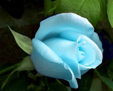 Flowers Rose Light Blue