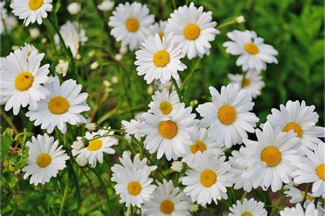 Flowers That Look Like A Daisy Aboutplants Com Flowers That Look Like Daisy - Flowers That Look Like Daisy
