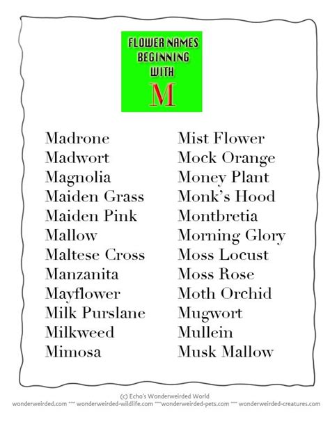 Flowers That Start With Letter M A To Flowers Beginning With M - Flowers Beginning With M