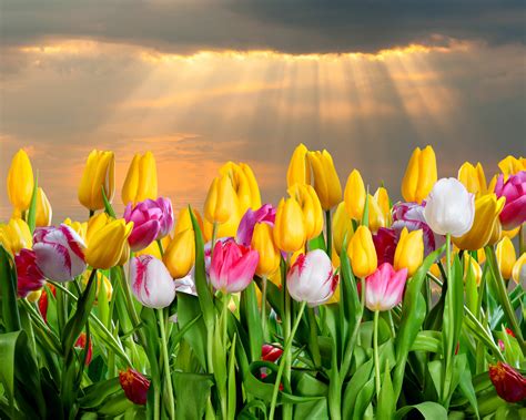 Flowers Tulips Background