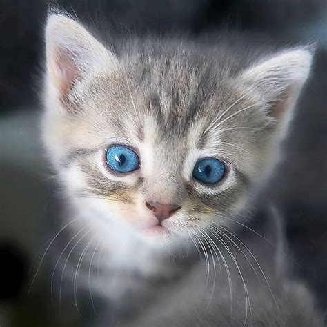 Fluffy Grey Cat With Blue Eyes