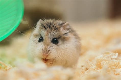 fluffy hamster