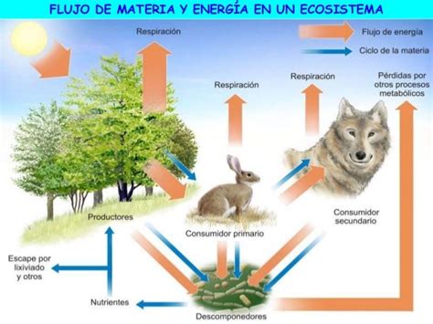 Flujo De Materia