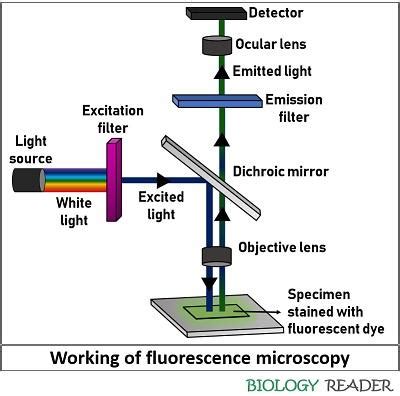 Fluorescence Microscopy Principle