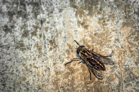 Fly On The Wall