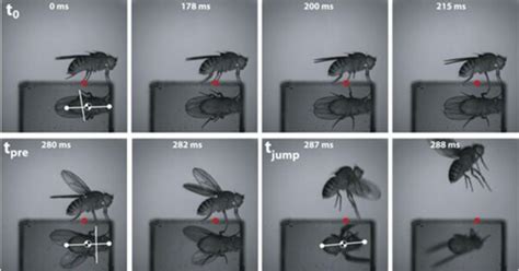 Fly Reaction Time