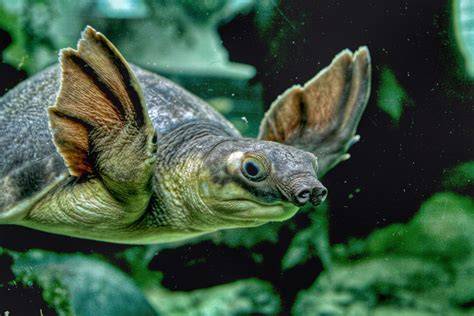 Fly River Turtle