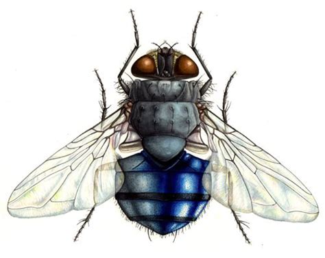 Flying Thru Science Illustrations And Flies Teach Us Fly Science - Fly Science