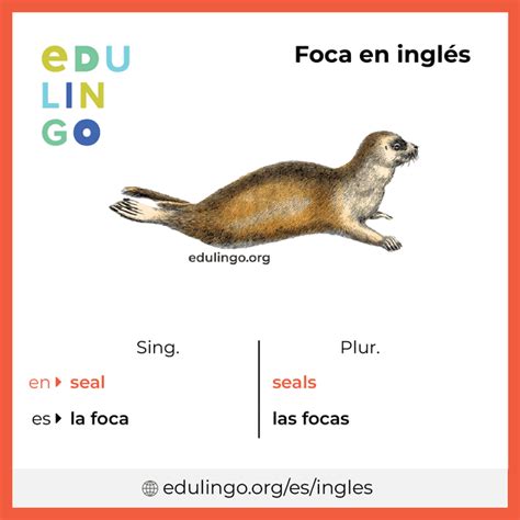 Foca En Ingles
