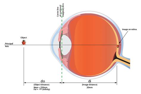 Focal Length Of Human Eye