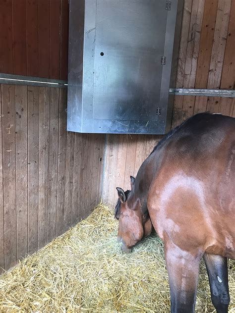 foderautomat häst lösdrift